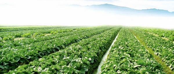 蔬菜基地,食堂采購